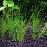 植栽から5日目　ヘアーグラスショート
